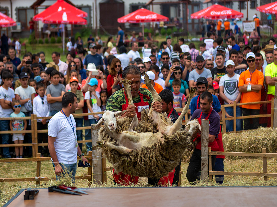 Ոչխարի Խուզման Փառատոն 2019